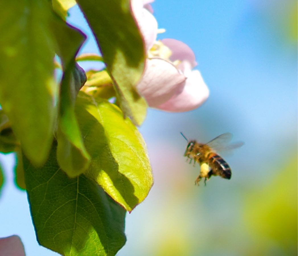 Photo - Abeille