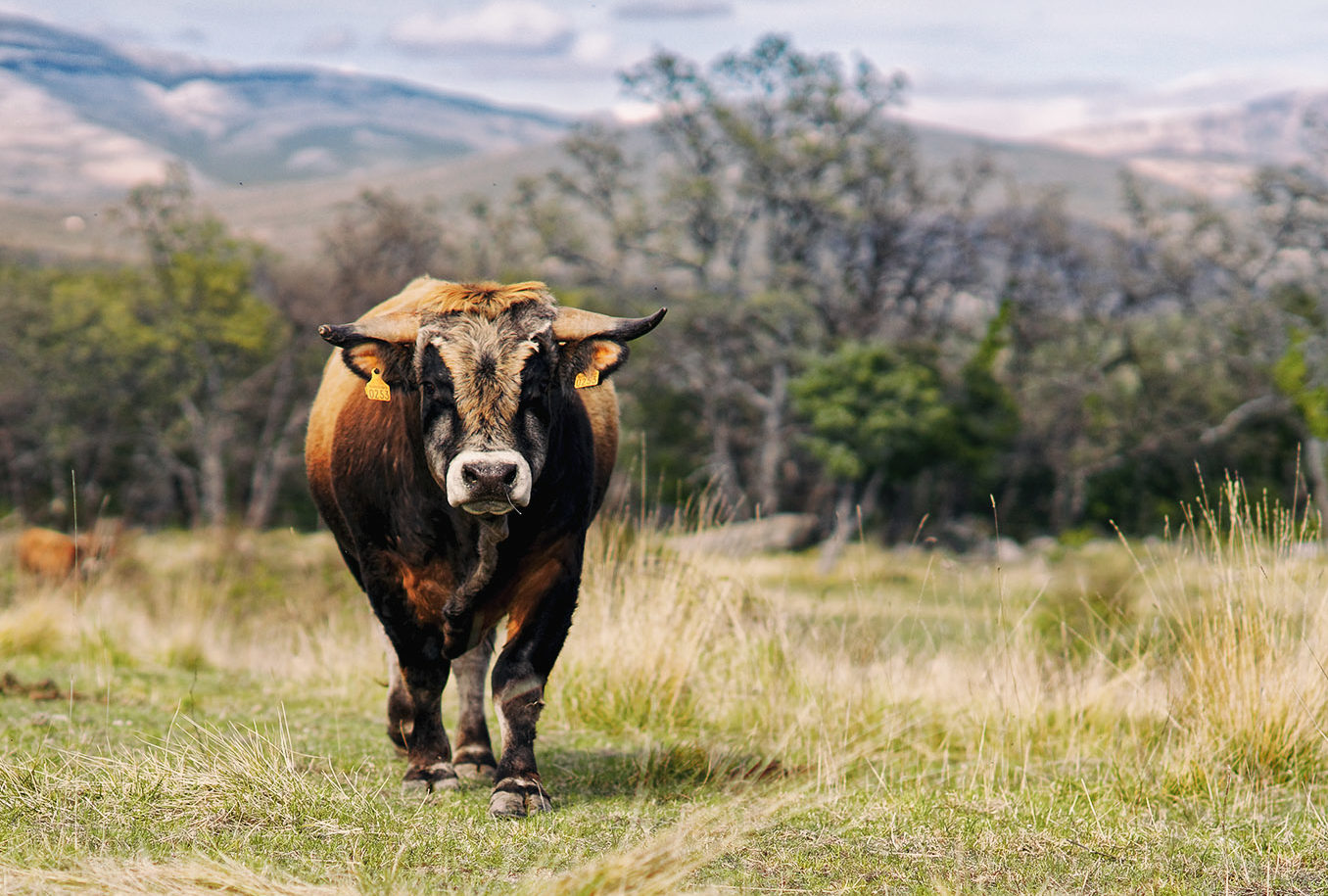 Photo du taureau